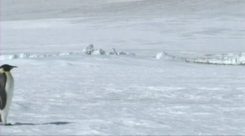 Emperor penguin walking Video stock 603167