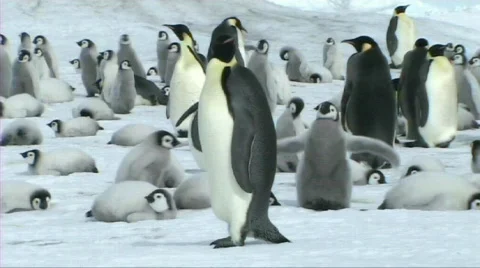 Emperor penguin walking Stock Footage 603994