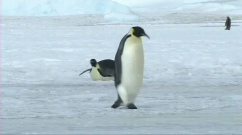 Emperor penguin walking Stock Footage 604007