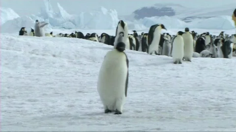 Emperor penguin walking Stock Footage 604025
