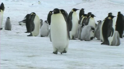 Emperor penguin walking Stock Footage 604037