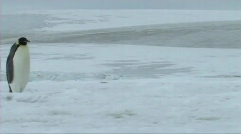 Emperor penguin walking Video stock 604048