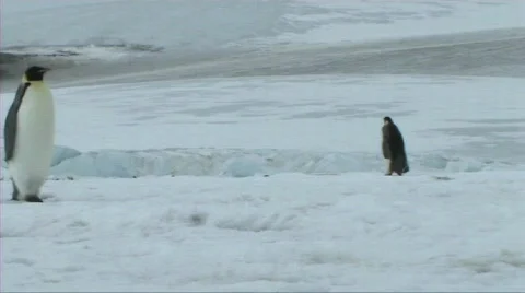 Emperor penguin walking Stock Footage 604049