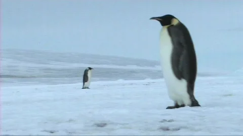 Emperor penguin walking Stock Footage 604054