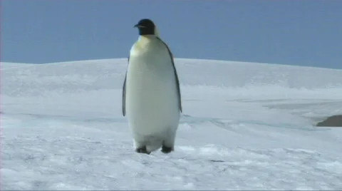 Emperor penguin walking Stock Footage 604252