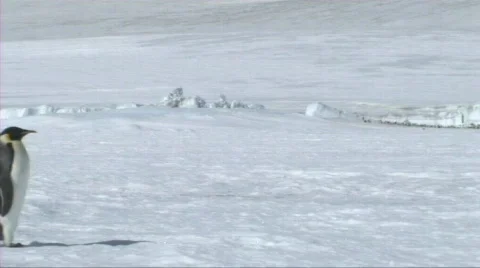 Emperor penguin walking Video stock 604275