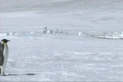 Emperor penguin walking Stock Footage 612891