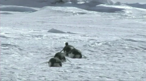 Emperor penguin walking on the ice Stock Footage 604242