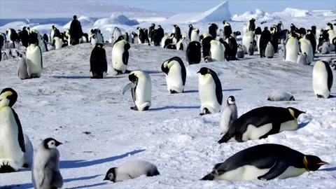 Emperor Penguin Wide Angle Walking, Carrying Tiny Chick on Feet Vídeos de archivo 328575348