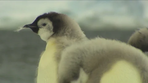 Emperor Penguins in Antarctica Stock Footage 114723743