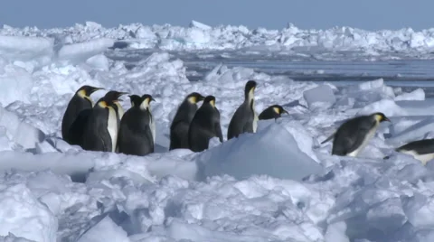 Emperor penguins (Aptenodytes forsteri), Cape Washington Stock Footage