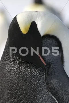 Emperor penguins (aptenodytes forsteri) Stock Photos