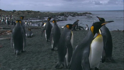 Emperor Penguins on the beach 1 Video stock 88159919