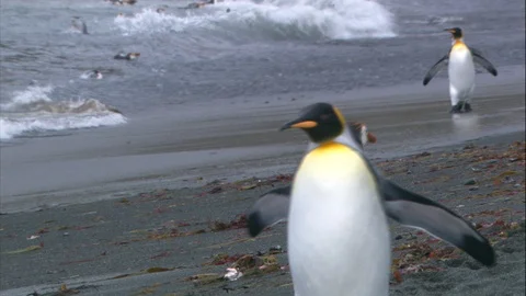 Emperor Penguins on the beach - Pan Up Video stock 88159992
