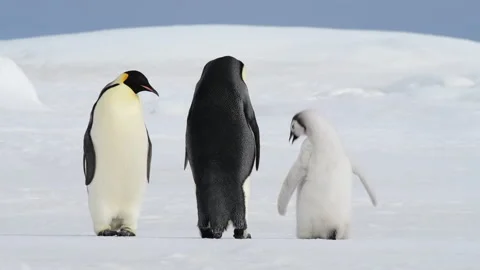Emperor Penguins with chick close up in Antarctica Stock Footage 147384708