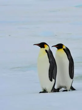 Emperor Penguins with chick Stock Photos