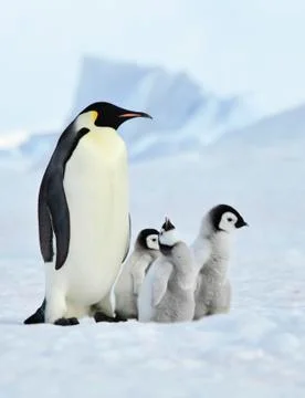Emperor Penguins with chick Stock Photos