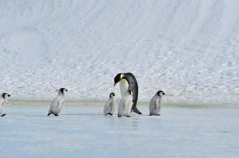 Emperor Penguins with chick Stock Photos