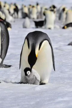 Emperor Penguins with chick Stock Photos