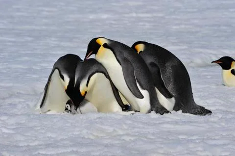 Emperor Penguins with chick Stock Photos