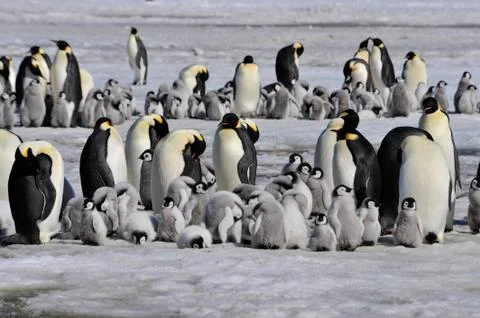 Emperor Penguins with chick Stock Photos