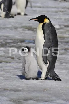 Emperor Penguins with chick Stock Photos
