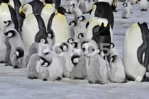 Emperor Penguins with chick Stock Photos