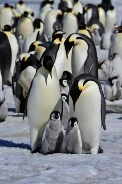 Emperor Penguins with chick Stock Photos