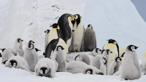 Emperor Penguins with chicks in Antarctica Stock Footage 112579181