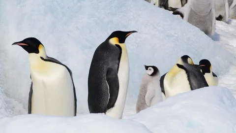 Emperor Penguins with chicks in Antarctica Stock Footage 112604174