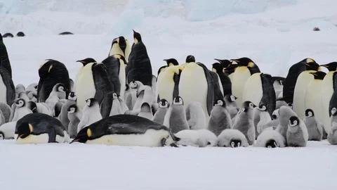 Emperor Penguins with chicks in Antarctica Stock Footage 112643393
