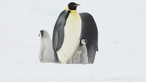 Emperor Penguins with chicks in Antarctica Stock Footage 112643551