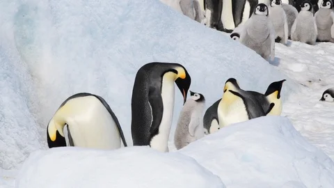 Emperor Penguins with chicks in Antarctica Stock Footage 112644310