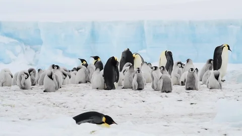 Emperor Penguins with chicks in Antarctica Stock Footage 112644485