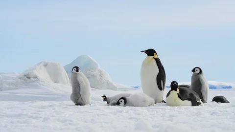 Emperor Penguins with chicks in Antarctica Stock Footage 112670002