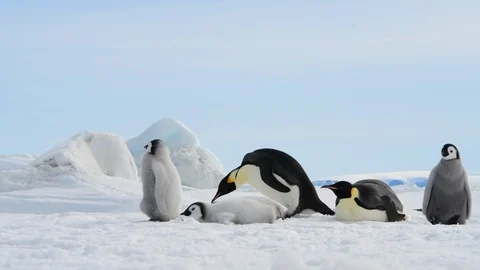 Emperor Penguins with chicks in Antarctica Stock Footage 112671472