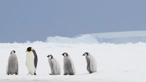 Emperor Penguins with chicks in Antarctica Stock Footage 112755337