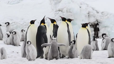 Emperor Penguins with chicks close up in Antarctica Stock Footage 147384281