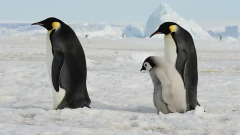 Emperor Penguins with chicks close up in Antarctica Stock Footage 147384346