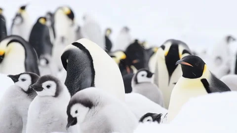 Emperor Penguins with chicks close up in Antarctica Stock Footage 147532405