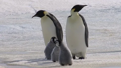 Emperor Penguins with chicks Stock Footage