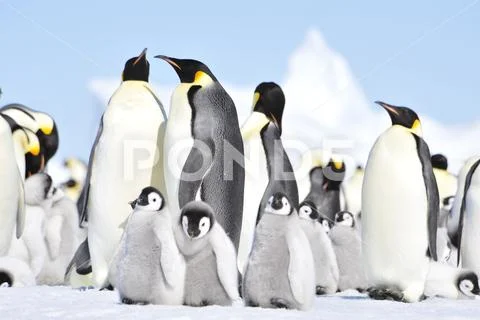 Emperor Penguins with chicks Stock Photos