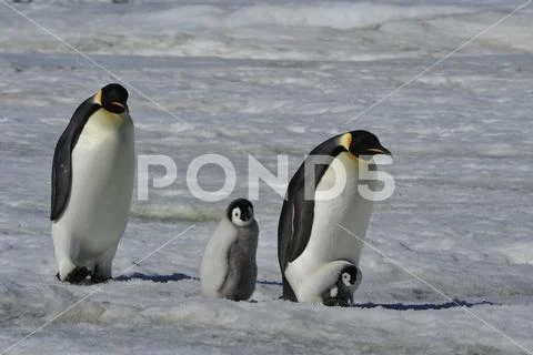 Emperor Penguins with chicks Stock Photos