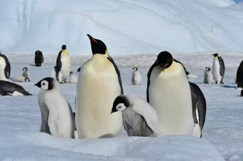 Emperor Penguins with chicks Stock Photos