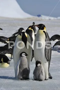 Emperor Penguins with chicks Stock Photos