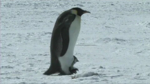 Emperor penguins Stock Footage 603098