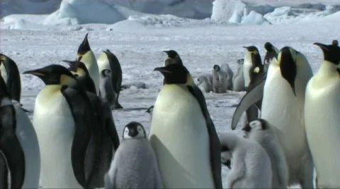Emperor penguins Stock Footage 603114