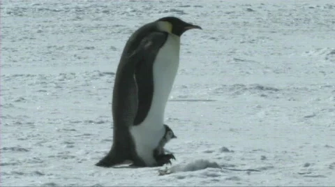 Emperor penguins Stock Footage 604206
