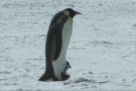Emperor penguins Stock Footage 612843