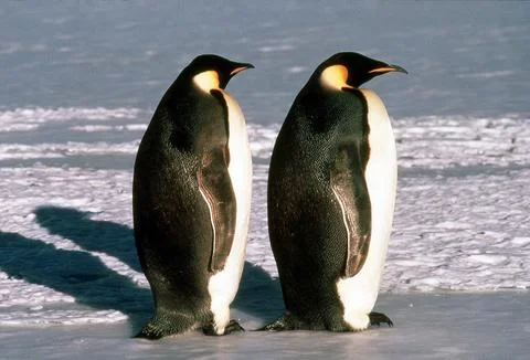 Emperor Penguins Stock Photos